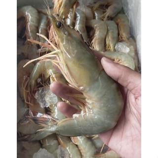 กุ้งแชบ๊วย สดตรงจากทะเลอวนลอยอ่าวไทย ของสดไม่ฟรีซค่ะ ราคาขายต่อกิโล