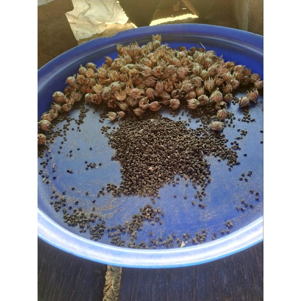 เมล็ดพันธุ์ปอแก้ว1000เมล็ดหรือ25กรัม100บาทพร้อมส่ง