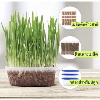 ชุดปลูกหญ้าแมวครบชุดพร้อมปลูก +ออแกนิค+ หญ้าแมวแบบกล่อง ต้นอ่อนข้าวสาลี หญ้าเเมว สัตว์เลี้ยง หญ้าแมว