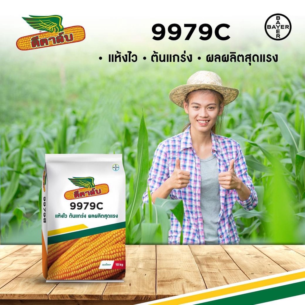 พันธุ์ข้าวโพดลูกผสมดีคาล์บ  9979C  พันธุ์ข้าวโพดสำหรับเลี้ยงสัตว์ ทนแล้ง ปลูกในนาได้ ลำต้นสูง ให้ผลผ