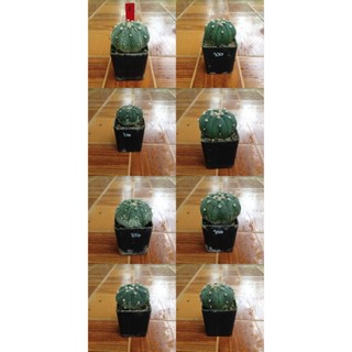 Astrophytum แคคตัส กระบองเพชร กระถางละ 20 บาท A02