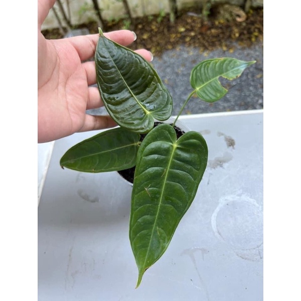 Anthurium king narrow (คิง)