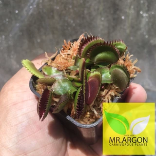 กาบหอยแครงแดง (Dionaea muscipula) กระถาง 2 นิ้ว 3 นิ้ว และ 4 นิ้ว หลากหลายสายพันธุ์ "Venus flytrap"