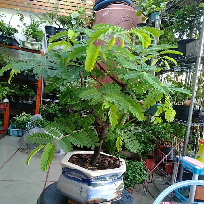 ต้นมะขามบอนไซ(ไม้ประดับ)