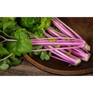 เมล็ดพันธุ์เซเลอรี่สีชมพู Chinese Pink Celery Seeds บรรจุ 200 เมล็ด คุณภาพดี ของแท้ ราคาถูก นำเข้าจากต่างประเทศ