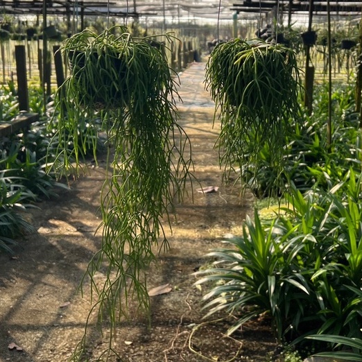 มุมมอง 5