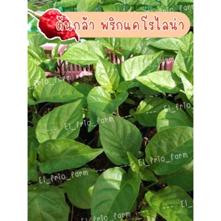 🌶🌶 ต้นกล้า พริกแคโรไลน่าริปเปอร์ 🌶🌶 ขั้นต่ำ 1 ต้น ต้นกล้าพร้อมปลูก