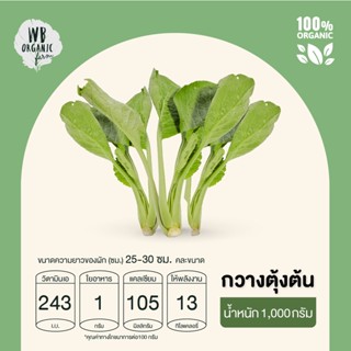 WB Organic Farm กวางตุ้งต้น 1000 กรัม ผักสลัด มาตรฐานออร์แกนิค ปลอดสารพิษ 100%  เก็บใหม่ทุกออเดอร์ เก็บ-แพ็ค-ส่งตรงจาก