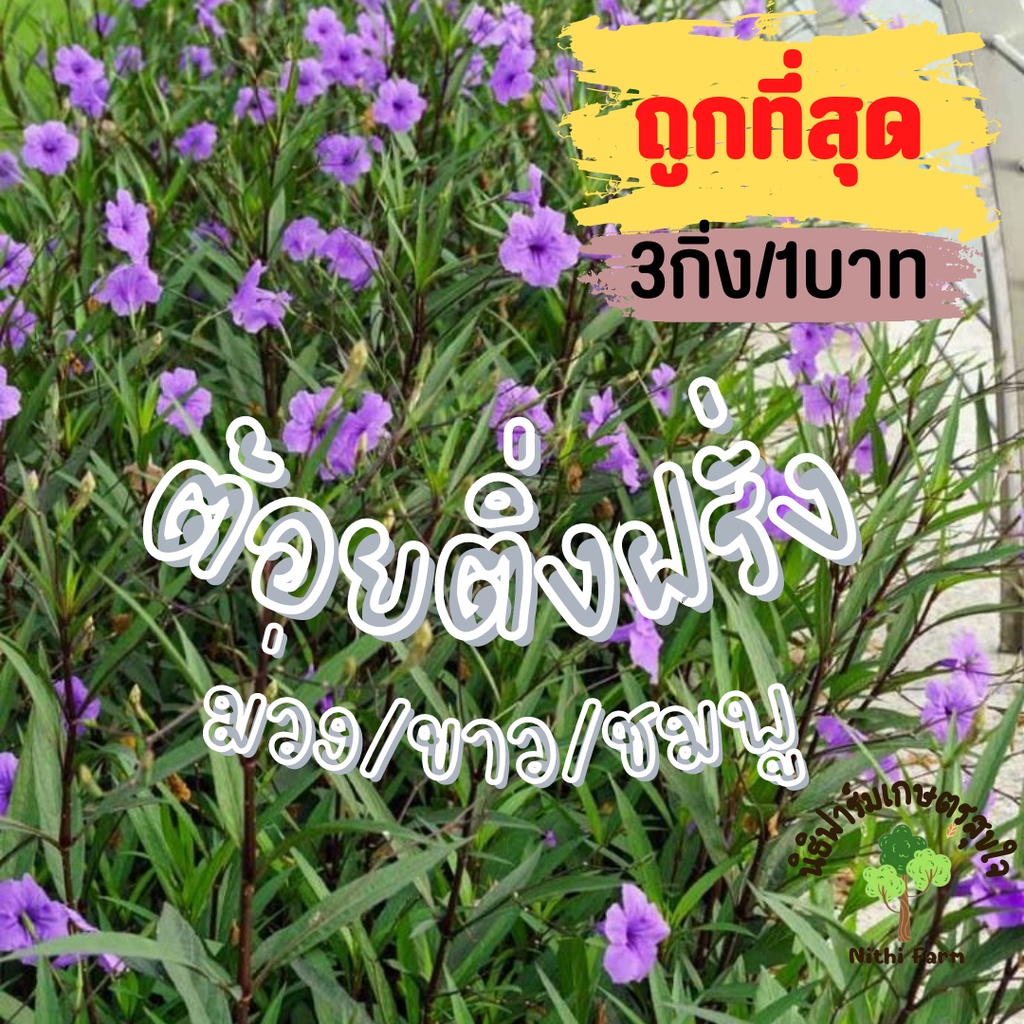 ต้นต้อยติ่งฝรั่ง ชุด 3 กิ่ง 1 บาท คุ้มมากไม้ประดับสวนสวย
