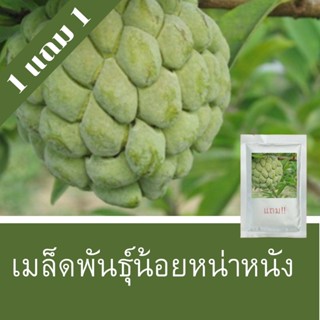 เมล็ดพันธุ์น้อยหน่าหนัง 1แถม1 (ทั้งหมด100เมล็ด)ราคาถูกที่สุด!!