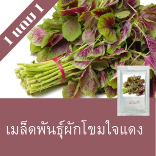 เมล็ดพันธุ์ผักโขมใจแดง 1แถม1 (750เมล็ด)