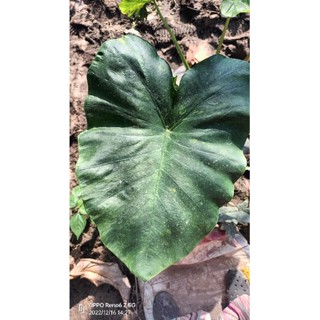 Colocasia morning dew