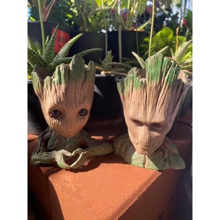 🪴กระถางต้นไม้กรูฟ👶🏻น้อย🌱Trees potกระถางตุ๊กตา🌵กระถางตั้งโต๊ะน่ารัก🥰