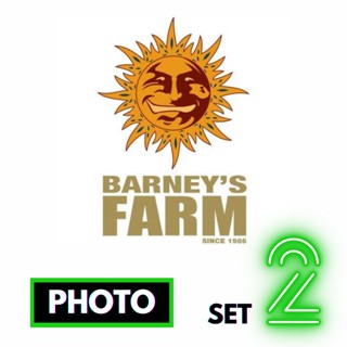 🔥Preorder🔥เมล็ดค่าย🌱BarneysFarm Seeds🌱Photo⭐️ส่งฟรี🚨มีปลายทาง ส่งตรงจากนอกแท้100%⭐️ยกแพค/แยกเมล็ด⭐️อย่าเสี่ยงกับเมล็ดไม่มีที่มา#2