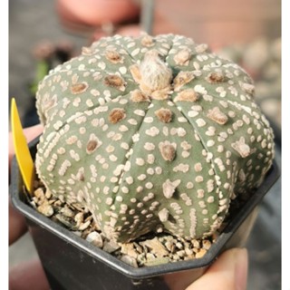 แอ​สโตร​ไ​ฟตั้​ม​วี​ เว้า  #แคสตัส castus​ Astrophytum แอสโตร แอสโตร​ไ​ฟตั้​ม กระบองเพชร