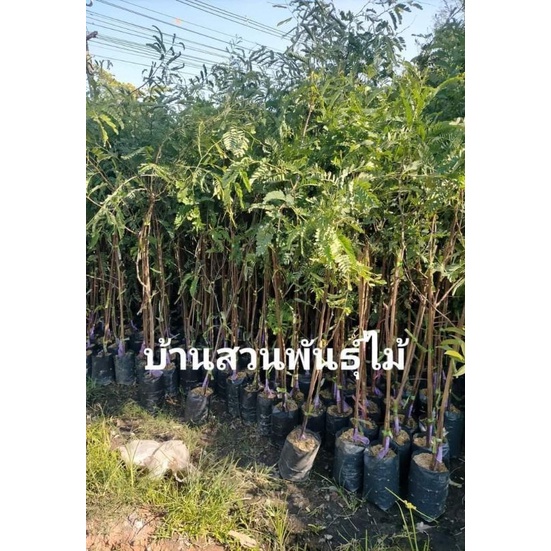 ต้นมะขามเปรี้ยวยักษ์ ต้นทาบกิ่ง สูง 80-100 ซม.