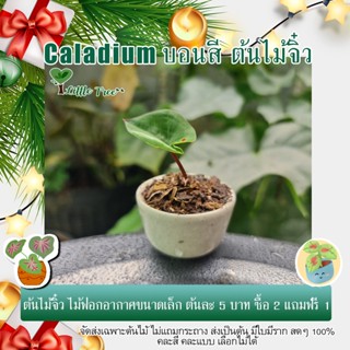 ต้นไม้สายย่อ ต้นไม้จิ๋ว ต้นละ 5 บาท ซื้อ 2 แถมฟรี 1 จัดส่งคละแบบคละสี