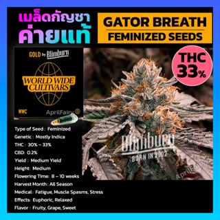 เมล็ดพันธุ์กัญชา Gator Breath Feminised Cannabis Seeds เพศเมีย เมล็ดกัญชานอก เมล็ดค่าย Blimburn แท้100% แบ่งขาย