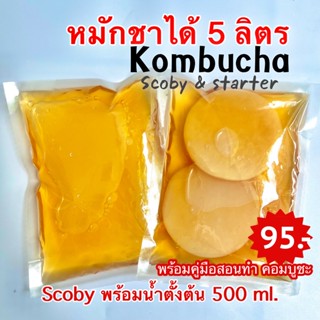 คอมบูชา หมักได้ 5 ลิตร Kombucha Scoby สโคบี้+น้ำหัวเชื้อหมักตั้งต้น 500ml พร้อมคู่มือการหมัก