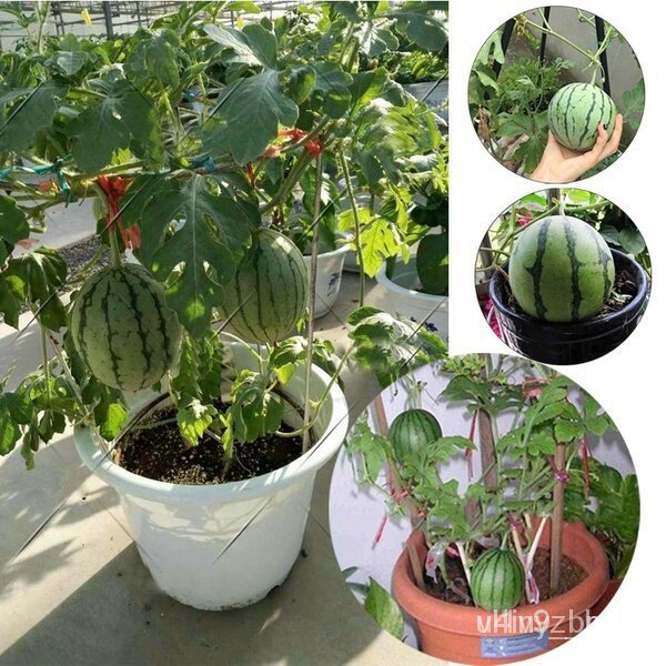ผลิตภัณฑ์ใหม่ เมล็ดพันธุ์ ปลูกง่าย ปลูกได้ทั่วไทย เมล็ดพันธุ์แตงโม (Watermelon seeds) 30 เมล็ด บอนสี เมล็ดพันธุ์/ผักบุ้ง