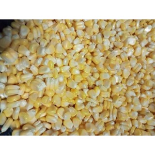 🌽ข้าวโพดแกะเม็ดสดใหม่ขายถูก💯👍พร้อมส่ง🚛🏠ถุงละ1kg