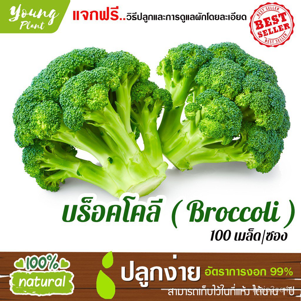 100 broccoli seed germination rate 95 (free!!! 500 Cantonese vegetable seeds) H2HT Shopee