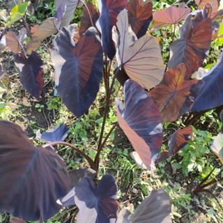 Colocasia Purple Guppy ตัดสด พร้อมใบ โคโลคาเซีย พัวเพิล กรุ๊ปปี้