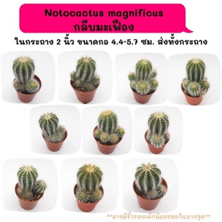 NT013 Notocactus magnificus กลีบมะเฟือง ไม้เมล้ด ฟอร์มกอ cactus กระบองเพชร แคคตัส กุหลาบหิน พืชอวบน้ำ