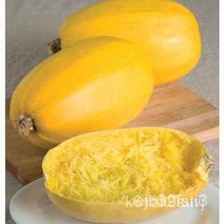 ผลิตภัณฑ์ใหม่ เมล็ดพันธุ์ 2022ฟักทองสปาเก็ตตี้ (Spaghetti Squash Seed) บรรจุ 15 เมล็ด คุณภาพดี ราคาถูก ของแท้ 10/กะเพรา