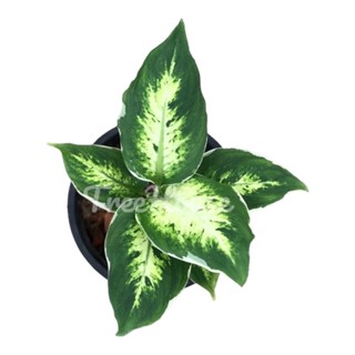 เศรษฐีรับเงิน กระถาง 6 นิ้ว / Aglaonema sp. ‘Setthirapngoen’ Pot 6