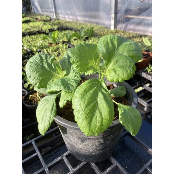 ต้นใบงาเกาหลี ชิโสะ โอบะ ปลอดสารพิษ กระถาง6นิ้ว พร้อมส่ง Green Shiso Plant ( 6” pot) #Organic #Homegrown #ปลูกผักกินเอง