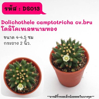 DS013 Dolichothele camptotricha cv. bru โดลิโคเทเล คอมโบทิชาซีวีบลู cactus กระบองเพชร แคคตัส กุหลาบหิน พืชอวบน้ำ