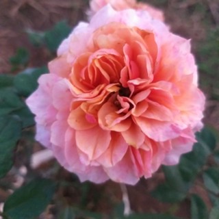 กุหลาบพุ่มดอกใหญ่สีสด "เคนซิงตัน,Kensington"