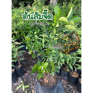 ต้นส้มจี๊ด ไม้มงคล เป็นสัญลักษณ์ของความมั่งคั่ง ความอุดมสมบูรณ์