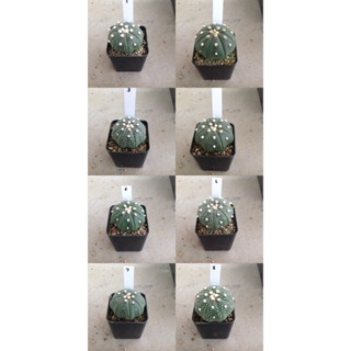 Astrophytum แคคตัส กระบองเพชร กระถางละ 20 บาท A01