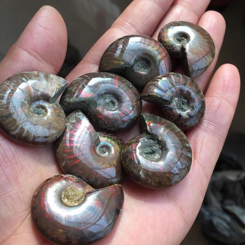 ธรรมชาติ Iridescent Conch Ammonite Fossil Facet ตัวอย่าง Madagascar 35 มม.