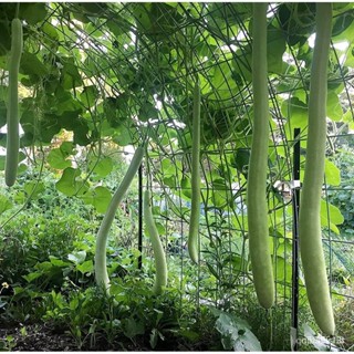 ผลิตภัณฑ์ใหม่ เมล็ดพันธุ์ เมล็ดพันธุ์ น้ำเต้ายาว คูกุซซี่ (Cucuzzi Gourd Seed) บรรจุ 10 เมล็ด BY4B คละ สวนครัว/ง่าย็ YKW