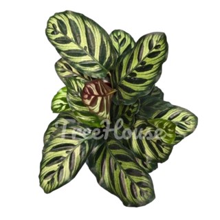 คล้าแววมยุรากระถาง 5 นิ้ว  Calathea makoyana E.Morren Pot 5