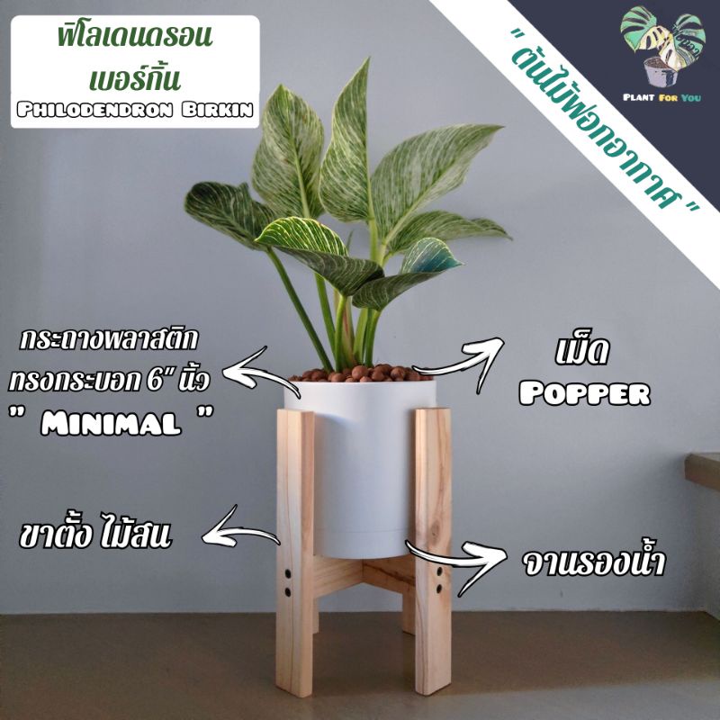 ฟิโลเดนดรอนเบอร์กิ้น (Philodendron Birkin) ต้นสูง25-30Cm.พร้อมถางพลาสติก6"นิ้ว+มีจานรอง+เม็ดPopper+ขาตั้งไม้สน