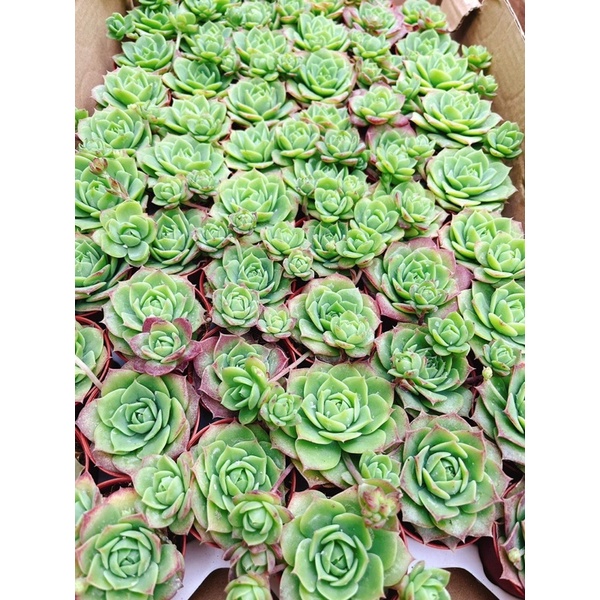 Graptoveria Jadeite รูปที่ 6