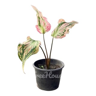 บอนสี ฮกหลงชมพู (Caladium bicolor vent ) กระถาง 4 นิ้ว