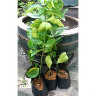 กิ่งตอนต้นมะนาวไร้เมล็ด seedless lime tree cutting ให้ผลรสเปรี้ยวไม่มีเมล็ด ลูกกลมสัเขียว