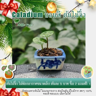 โปรโมชั่น ซื้อ 2 แถม 1 ต้นไม้จิ๋ว Caladium ต้นไม้มงคล