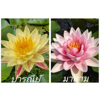 บัวนอกปารณีย์&amp;บัวนอกมาดาม