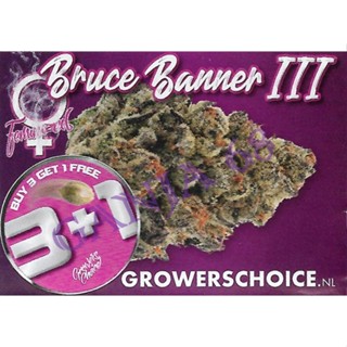 เมล็ด Bruce Banner ||| - Growers Choice