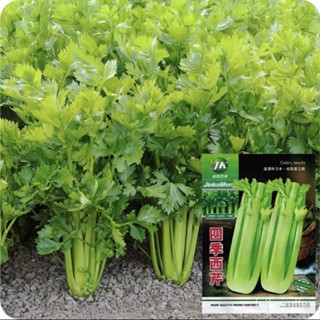 ผลิตภัณฑ์ใหม่ เมล็ดพันธุ์ เมล็ดขึ้นฉ่ายฝรั่ง เซเลอรี่  4,000  เมล็ด  Celery Seeds Original  Packaging   เมล็ดนำ /มะเขือ