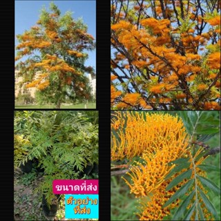 (1ต้น) ต้นซิลเวอร์โอ๊ค Silver Oak Grevillea robusta ซิลเวอร์โอ๊ค ประภัสสร