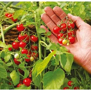 เมล็ดพันธุ์มะเขือเทศเชอร์รี่แคระ ฮันเดรด แอนด์ ทาวซันด์ Hundreds &amp; Thousands Dwarf Cherry Tomato Seed บรรจุ 25 เมล็ด