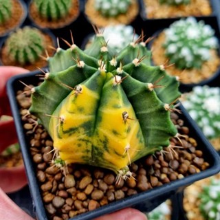 gymnocalycium​ variegated​ ไซส์ใหญ่