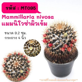 MT095 Mammillaria nivosa แมมนิโวซ่าผิวเข้ม ไม้เมล็ด cactus กระบองเพชร แคคตัส กุหลาบหิน พืชอวบน้ำ